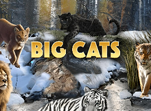 Big Cats Screenshot