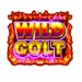 wild colt scatter symbol icon