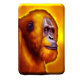 24k gold tiger gorilla symbol icon