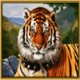 50 amazons battle tiger symbol icon