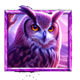 5 wild wolves owl symbol icon