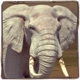 africa goes wild elephant symbol icon