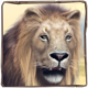 africa goes wild lion symbol icon