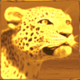 africa goes wild wild tiger symbol icon