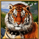amazons battle tiger symbol icon