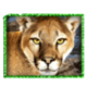 big cats jeopard symbol icon