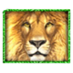big cats lion symbol icon