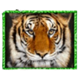 big cats tiger symbol icon