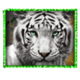 big cats white tiger symbol icon