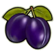 burning flower purple plums symbol icon