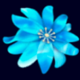 cirque du soleil amaluna blue flower symbol icon
