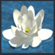 enchanted prince flower symbol icon