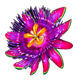 exploration amazon flower 1 symbol icon