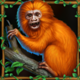 exploration amazon orangutans symbol icon
