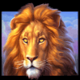 kalahari safari lion symbol icon