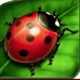 lucky ladys charm deluxe ladybug symbol icon