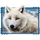 mega jackpots wolf run wolf2 symbol icon