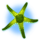ocean magic starfish3 symbol icon
