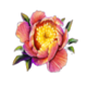 peacock beauty flower symbol icon