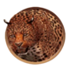 safari expedition leopard symbol icon