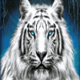 siberian storm tiger2 symbol icon