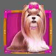 the dog house 27 icon