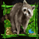 the legend of big foot racoon symbol icon