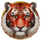 tiger and dragon wild tiger orange symbol icon