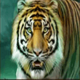 trump it deluxe epicways tiger symbol icon