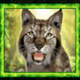 wgs forest frenzy cat symbol icon
