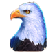 wolf gold ultimate eagle symbol icon