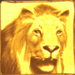 africa goes wild wild lion symbol icon