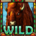 buffalo run quad buffalo wild symbol icon