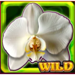 burning flower wild orchid symbol icon