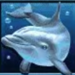 dolphins pearl wild symbol icon