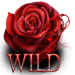red rose sanctuary rose symbol icon