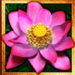 thai flower wild symbol icon